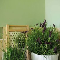 Interior paint Little Greene color green Pea Green (91).